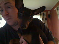 A very excited miniature doberman.